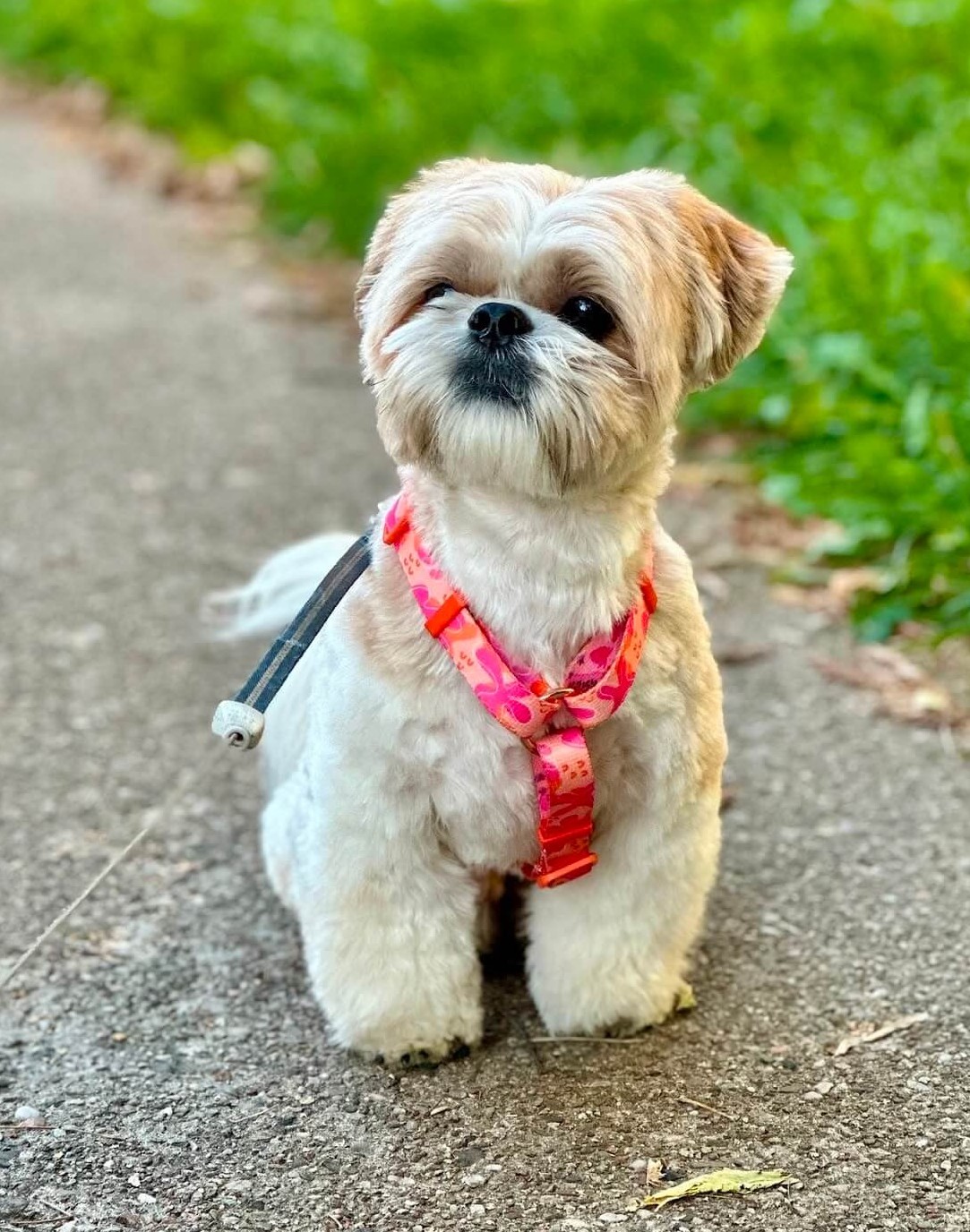 shih tzu w różowych szelkach Psiemanko