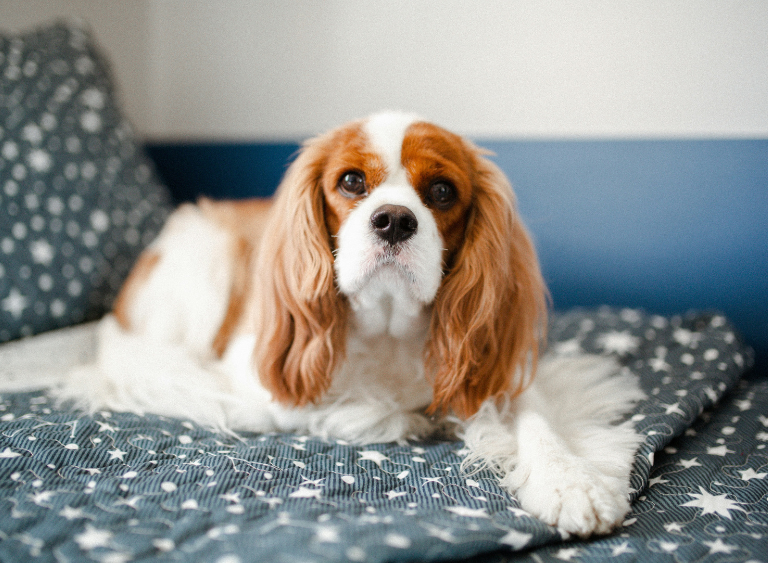 cavalier pies rodzinny