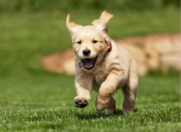 Szczeniak golden retrivera w obroży